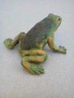 /album/galerie-photos/grenouille-22-jpg/